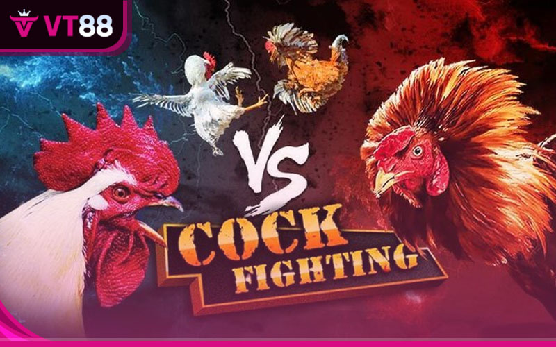 Hệ thống đá gà casino VT88 với hàng loạt chiến kê máu chiến sẽ mang đến các trận đấu nảy lửa